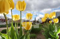 LF27_Tulpen02_0151.JPG