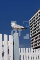 LG31_Sylt32_2230.jpg