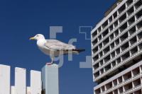 LG31_Sylt33_2228.jpg