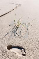 LL07_Amrum17_1304.jpg