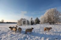 LN20_Winter01_0116.JPG