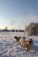 LN20_Winter02_0115.JPG