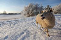 LN20_Winter04_0109.JPG