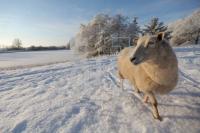 LN20_Winter05_0106.JPG