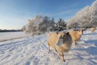 LN20_Winter08_0196.JPG