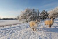 LN20_Winter09_0193.JPG