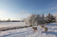 LN20_Winter10_0189.JPG