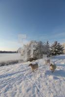 LN20_Winter11_0186.JPG