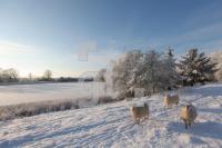 LN20_Winter12_0185.JPG