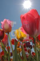 MF24_Tulpe02_0153.JPG