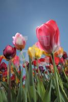 MF24_Tulpe03_0151.JPG