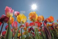 MF24_Tulpe04_0150.JPG