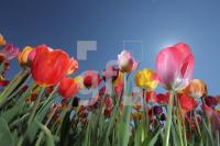 MF24_Tulpe06_0147.JPG