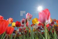 MF24_Tulpe07_0144.JPG