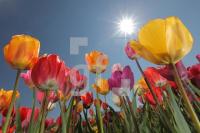 MF24_Tulpe09_0140.JPG