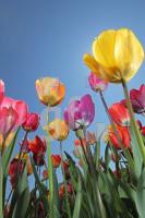 MF24_Tulpe10_0135.JPG