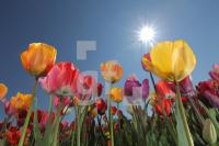 MF24_Tulpe13_0128.JPG