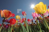 MF24_Tulpe16_0116.JPG