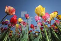MF24_Tulpe17_0114.JPG