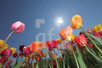 MF24_Tulpe18_0112.JPG