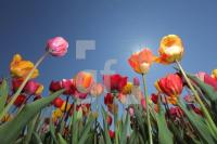 MF24_Tulpe19_0106.JPG