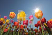 MF24_Tulpe20_0191.JPG