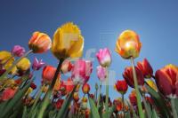 MF24_Tulpe21_0187.JPG