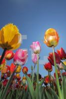 MF24_Tulpe22_0186.JPG
