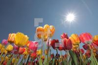 MF24_Tulpe25_0168.JPG