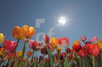 MF24_Tulpe26_0165.JPG