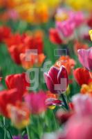 MF24_Tulpe27_0145.JPG