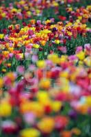MF24_Tulpe31_0131.JPG