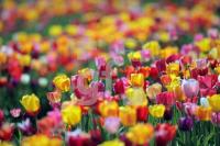 MF24_Tulpe33_0126.JPG