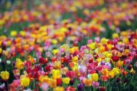 MF24_Tulpe34_0124.JPG