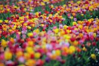 MF24_Tulpe35_0122.JPG