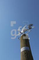MG08_Flut01_0160.JPG