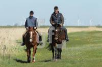 MG08_Pferd01_0106.JPG