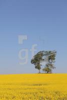 MG09_Raps06_0188.JPG
