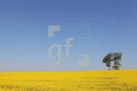MG09_Raps09_0195.JPG
