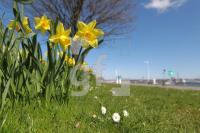 NF05_Blume04_0100.JPG