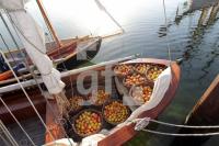 NL19_Apfel09_0127.JPG