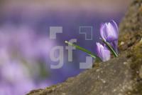 OF17_Husum01_1300.jpg