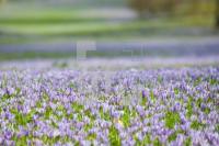 OF17_Husum03_1300.jpg