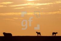 OF28_Deich01_1300.jpg