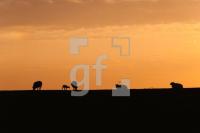 OF28_Deich03_1300.jpg