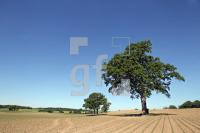 OH03_Baum02_0127.JPG