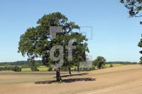 OH03_Baum03_0121.JPG