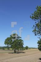 OH03_Baum04_0119.JPG
