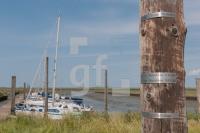 PJ06_Eider13_1300.jpg