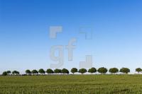 QH09_Fe16_1300.jpg